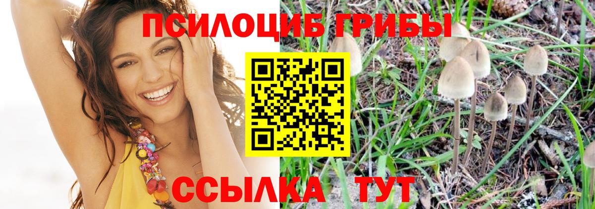 Глазов  Псилоцибиновые грибы прущие грибы  Псилоцибиновые грибы прущие грибы  Вход с VPN 